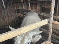 ষাঁড়, Simmental cattle — ছবি 4
