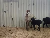میش, Arashan sheep — عکس 5