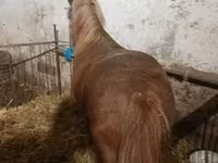 Kůň, Koně — foto 1