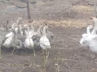 Geese — foto 1