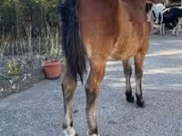Kuda jantan, Welsh Cob — foto 2