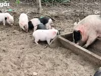 Babi betina, Вьетнамская вислобрюхая — foto 1