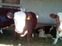 Ko, Simmental cattle — foto 2