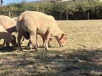 Ram, Charollais sheep — photo 3