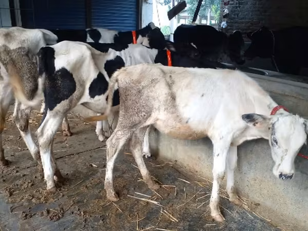 ላም, Cattle