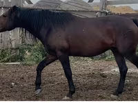 اسب نر, Kushum Horse — عکس 2