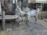 Cabro, Nubian Goat — foto 1
