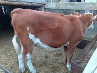 Сиыр, Simmental cattle — 3-сурет