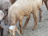 Vædder, Rhon sheep — foto 6