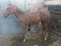اسب نر, اسب — عکس 7