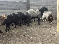 Baran, Owce — zdjęcie 1