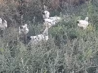 Chickens — foto 1