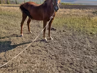 مادیان, اسب — عکس 5