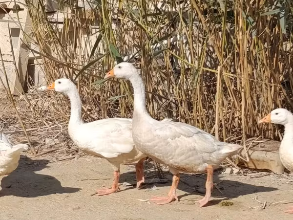 Geese