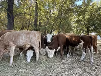 황소, Simmental cattle — 사진 3