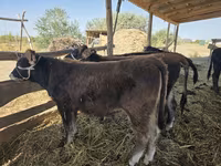 گاو و گوساله (گروه، جنسیت مشخص نشده), آبرادین-آنگوس — عکس 5