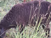 숫양, Arashan sheep — 사진 7