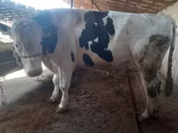 Tjur, Holsteinrasen — foto 5