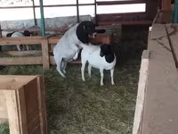 كبش, Dorper sheep — الصورة 4