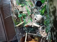 Unikal şaquli terrarium/volyer – dekorativ ağac gövdəsi və təbii — foto 4