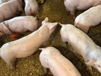 Knur, Гипор — zdjęcie 2