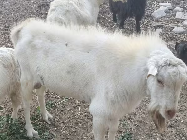 بز ماده, Alpine goat