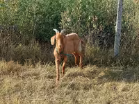 Buk, Alpine goat — foto 3