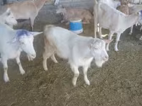 Արու այծ, Saanen goat — լուսանկար 4