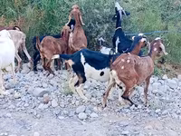Capra, Capre — foto 5