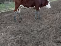 İnek, Simmental cattle — foto 1