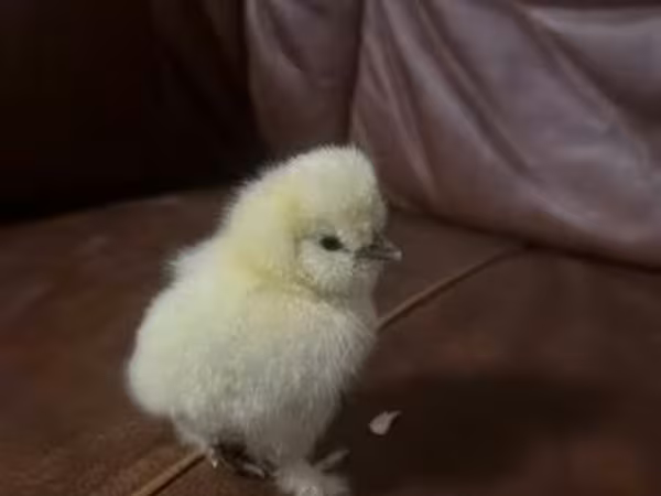 Silkie