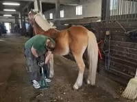 Aygır, Haflinger — foto 3