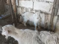 بز ماده, بز — عکس 1