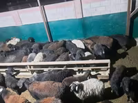 Kambing jantan, Sheep — foto 2