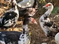 Ducks — عکس 2