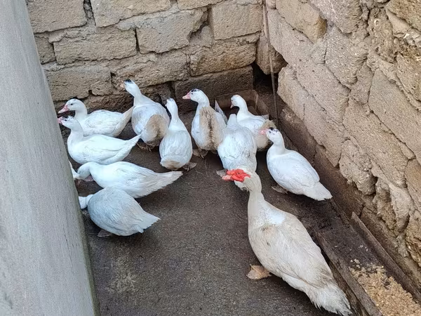 domaća muskovska patka