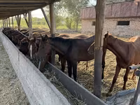 Merrie, Paarden — foto 6