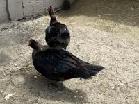 Ducks — foto 2