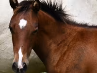 ፈረስ, Quarter Horse — ፎቶ 2