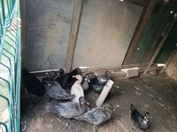 Ducks — fotografija 2