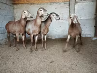 Montone, Rhon sheep — foto 7