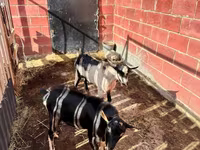 Козел, Alpine goat — снимка 4
