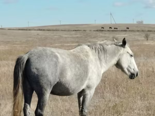 Klisna, Kazakh horse