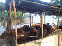 Kambing jantan, Sheep — foto 5