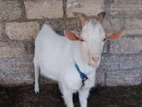 ፍየል, Goats — ፎቶ 2