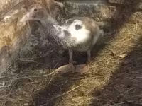 Ducks — 사진 6