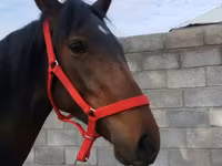 اسب نر, Thoroughbred horse — عکس 2