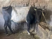 Lembu jantan, Hereford — foto 1