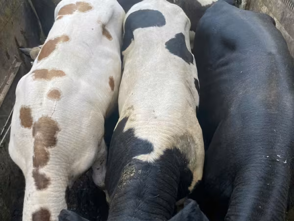 황소, Russian Black pied cattle
