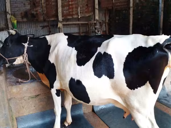 Cow, Holstein breed — Bangladesh